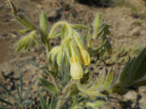 Image of Onosma pseudoarenaria