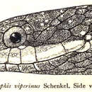 Image of Hebius viperinum (Schenkel 1901)