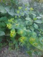 Image of Euphorbia amygdaloides subsp. amygdaloides