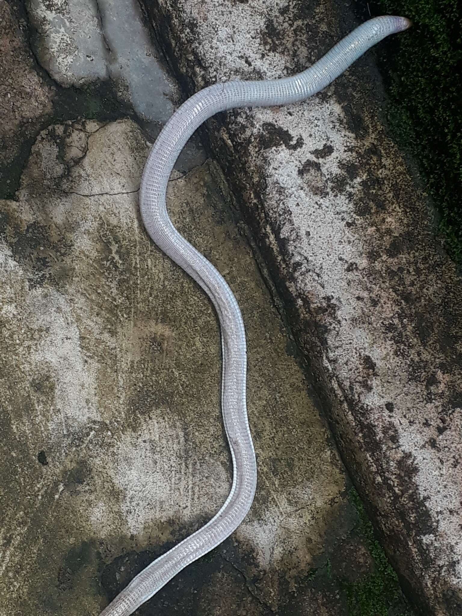 Image of Brazilian Worm Lizard