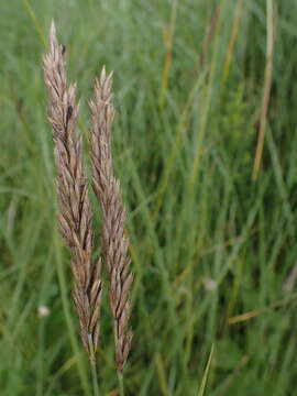 Image of Leymus chinensis (Trin.) Tzvelev