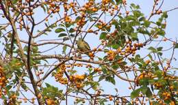 Image of Grey-fronted Green Pigeon