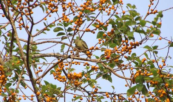 Image of Grey-fronted Green Pigeon