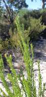 Plancia ëd Leucadendron linifolium (Jacq.) R. Br.