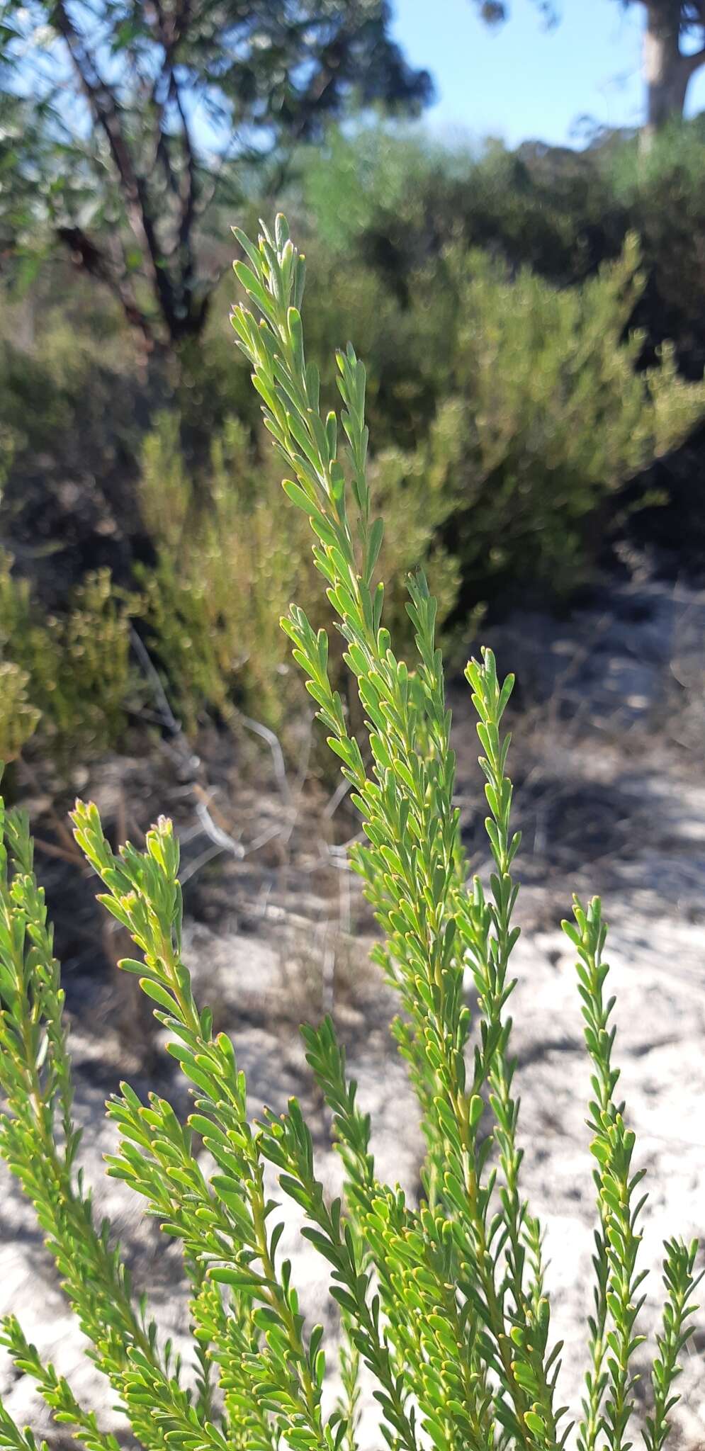 Plancia ëd Leucadendron linifolium (Jacq.) R. Br.