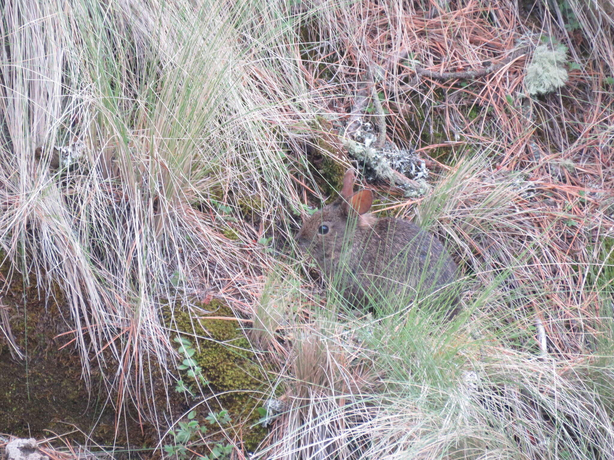 Image of volcano rabbit