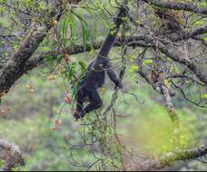 Image of Colombian Woolly Monkey