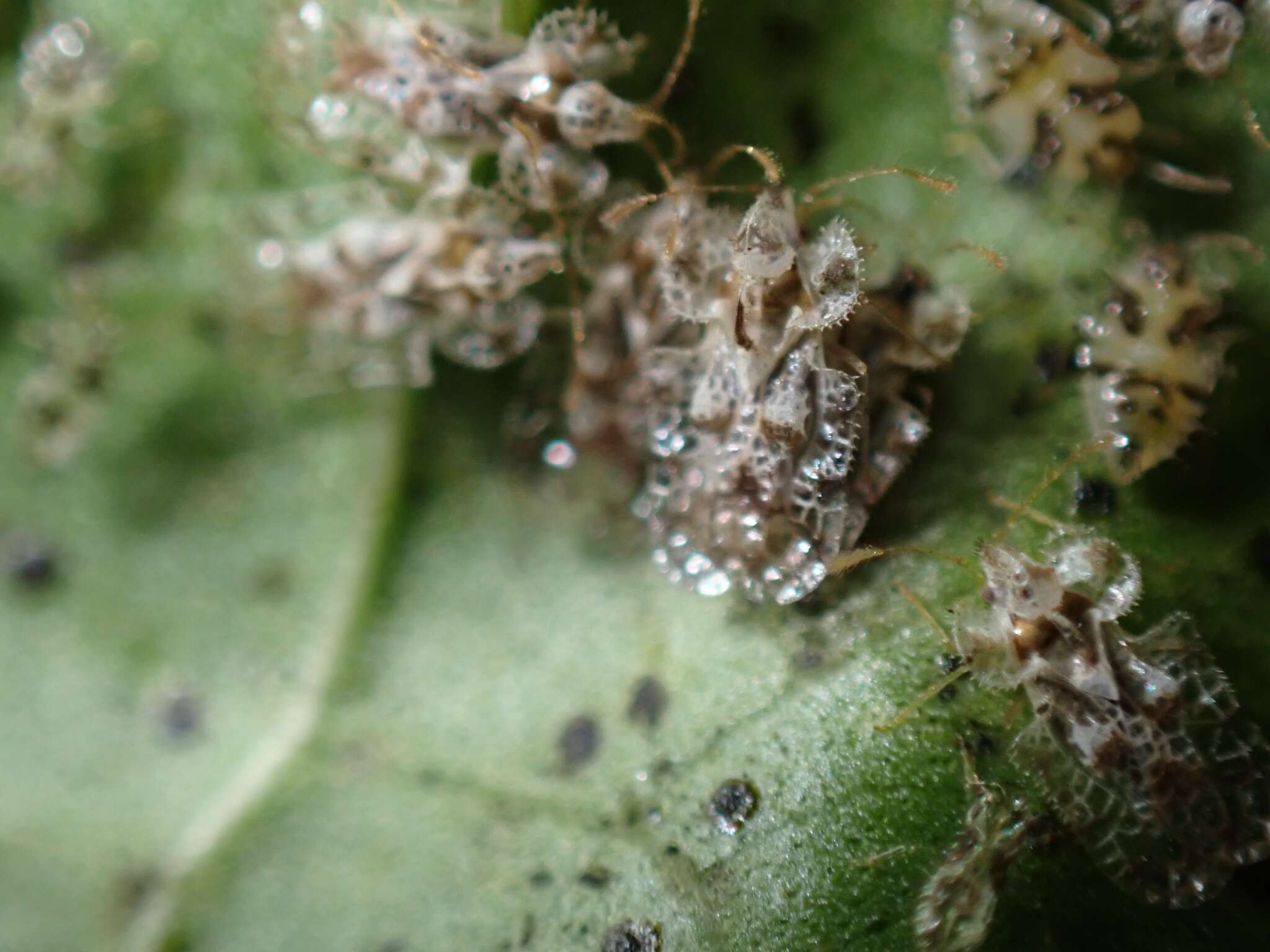 Image of Cotton lace bug