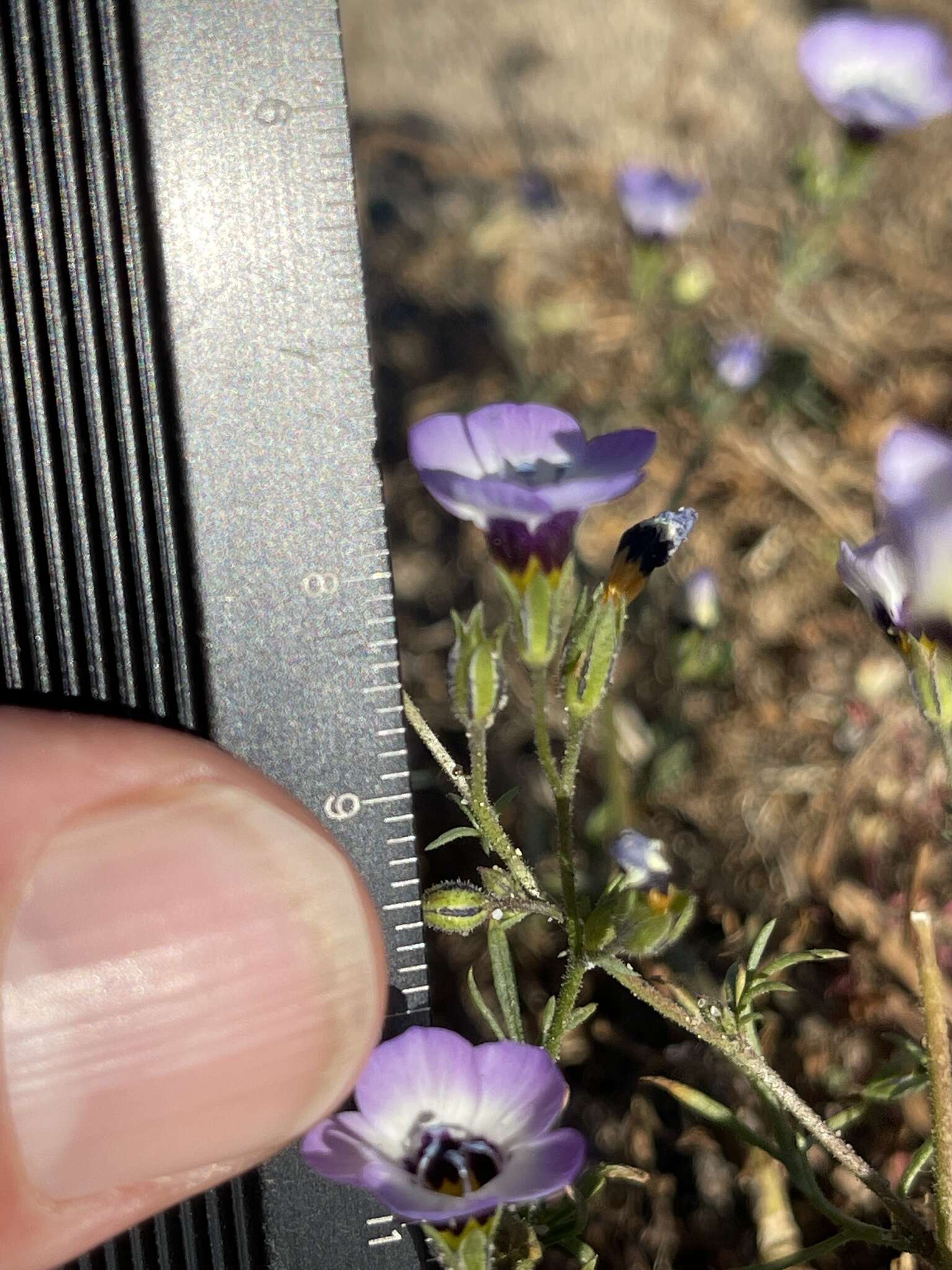 Image of bird's-eye gilia