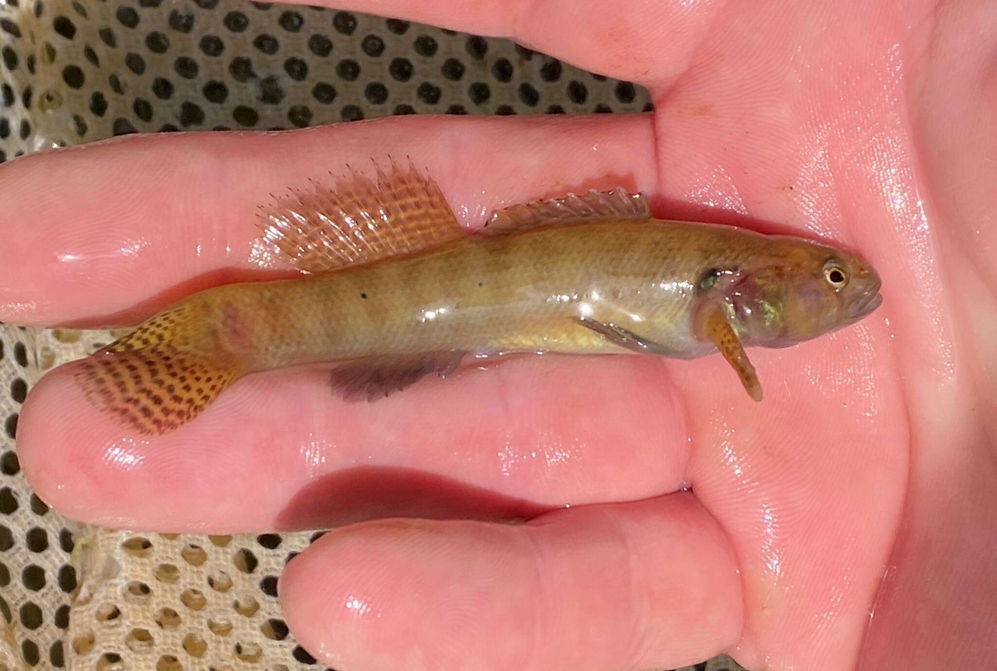 Image of Blackfin darter