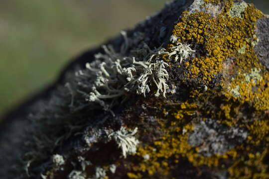 Image of Ramalina capitata (Ach.) Nyl.