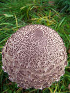 Image of Macrolepiota procera (Scop.) Singer 1948