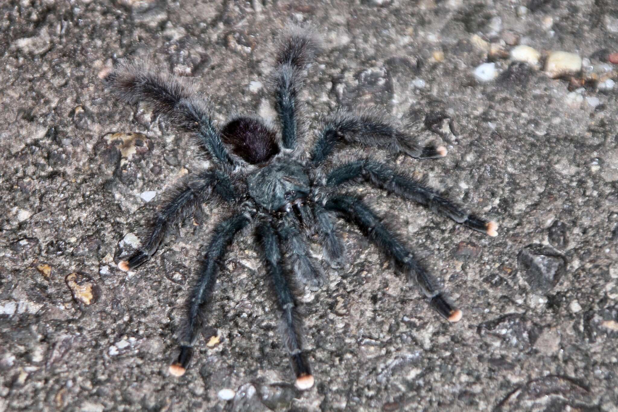 Image de Avicularia avicularia (Linnaeus 1758)