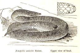 Image of Xenopeltis Boie 1827