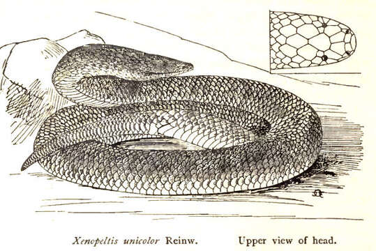 Image de Xenopeltidae Bonaparte 1845