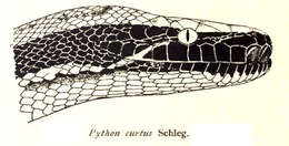 Image of Blood Python