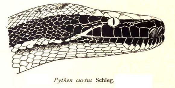 Image of Blood Python