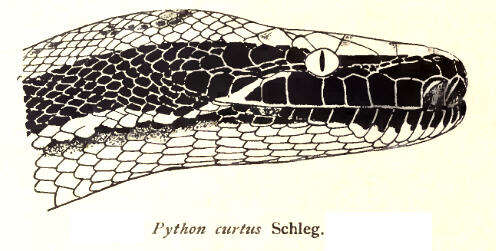 Image de Python curtus Schlegel 1872