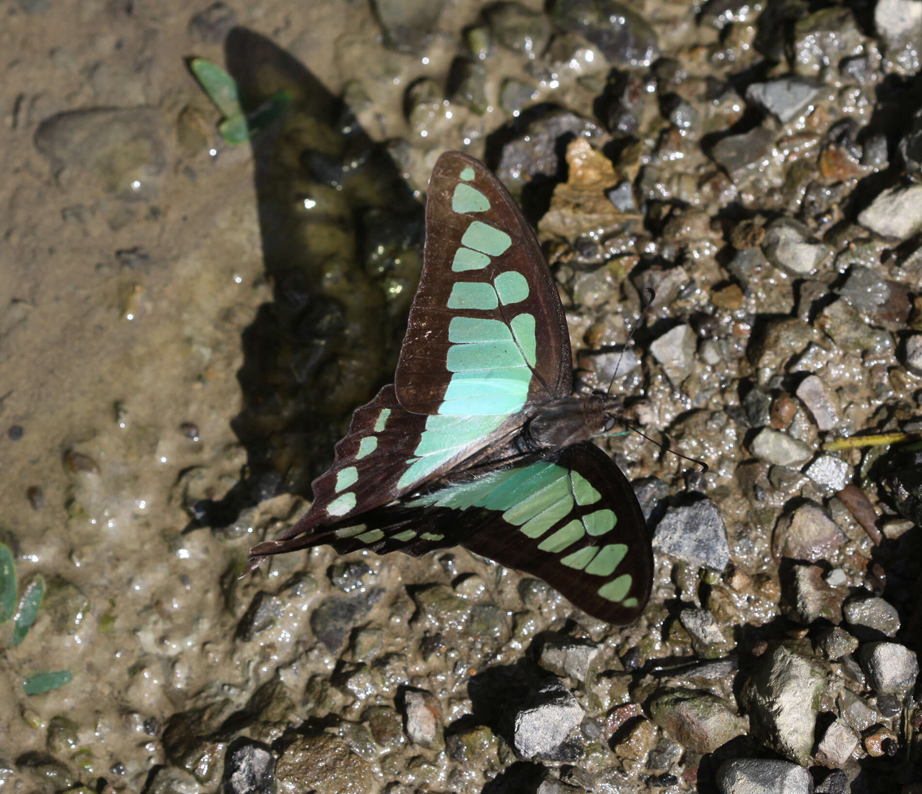 Image of <i>Graphium <i>cloanthus</i></i> cloanthus