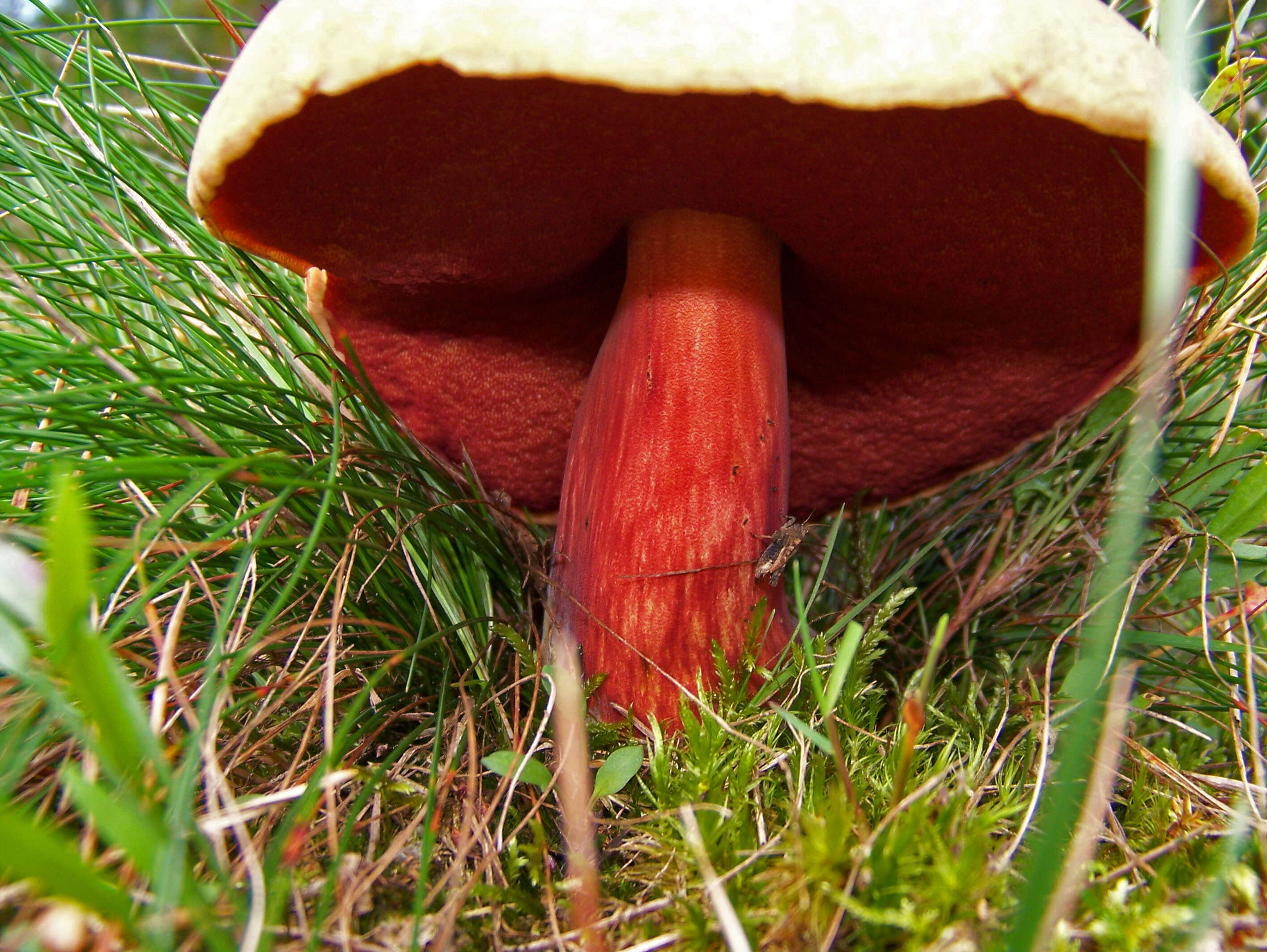 Image of Dupain's Bolete