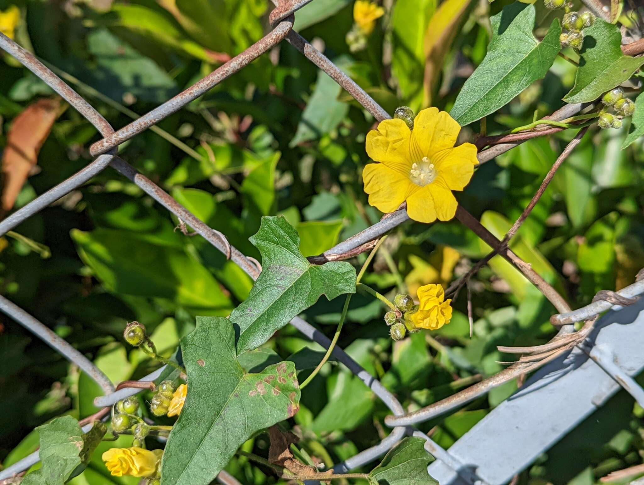 Image of Merremia hederacea (Burm. fil.) Hall. fil.