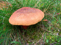 Image of Dupain's Bolete