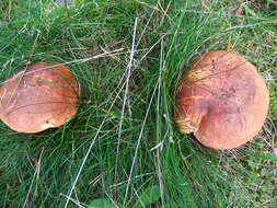 Image of Dupain's Bolete