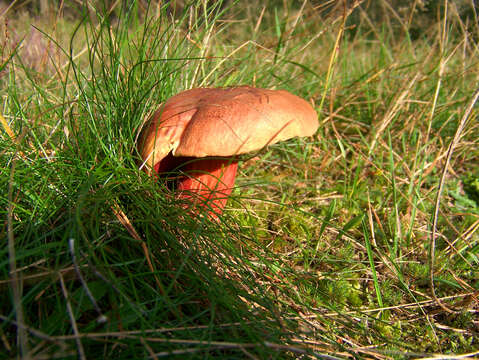 Image of Dupain's Bolete