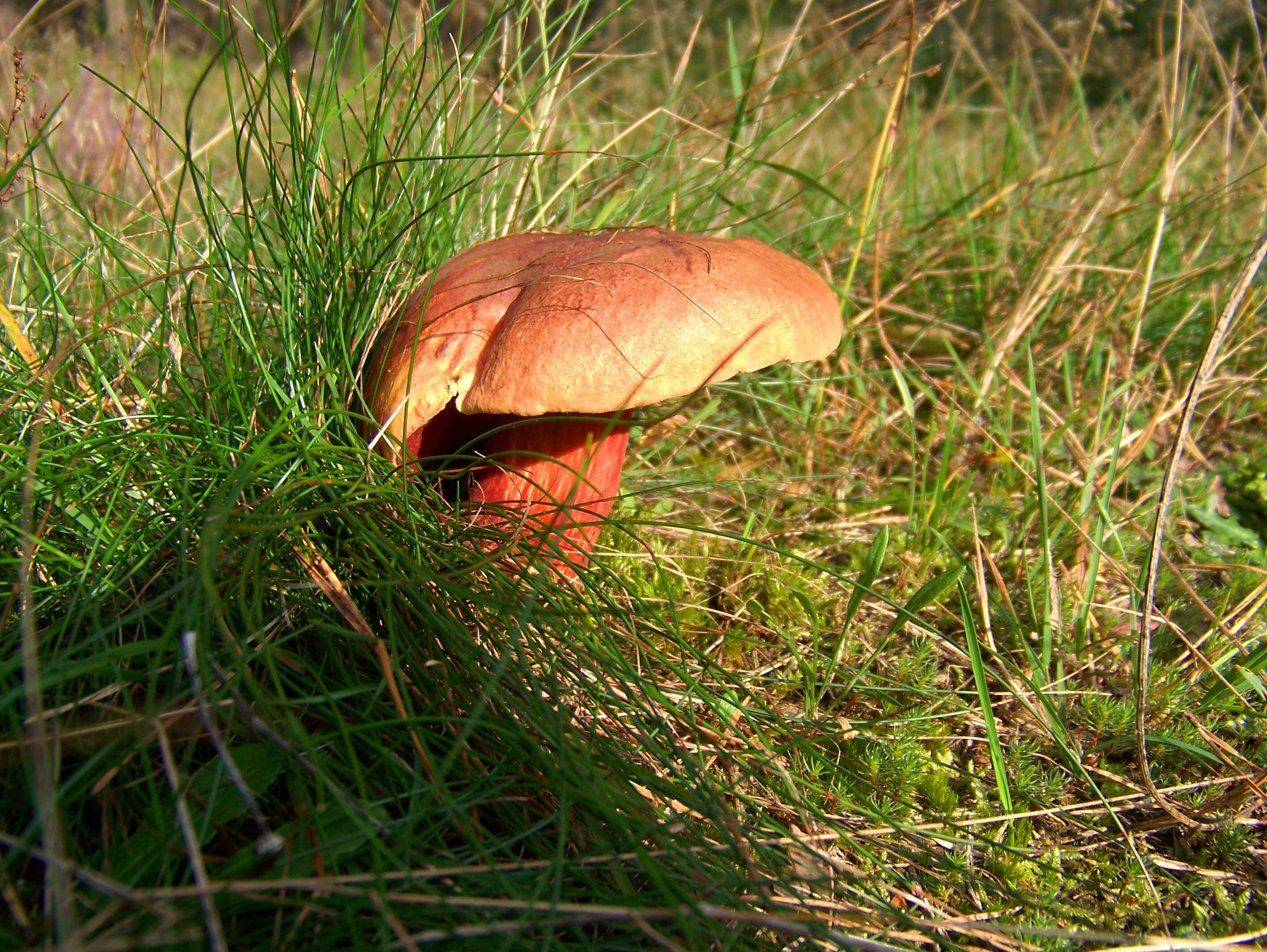 Image of Dupain's Bolete