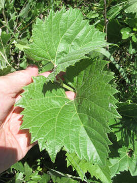 Image of mapleleaf grape