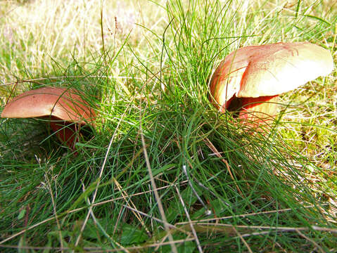 Image of Dupain's Bolete