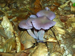 Image of Laccaria amethystina Cooke 1884