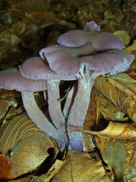 Image of Laccaria amethystina Cooke 1884