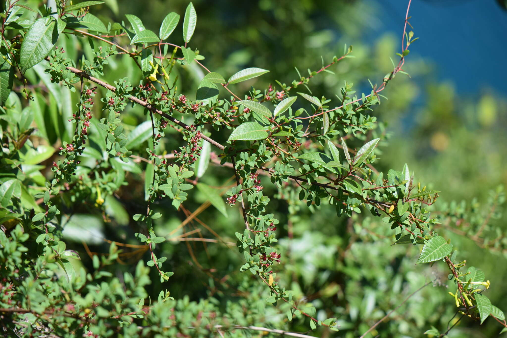 Plancia ëd Hypericum calcicola Standl. & Steyerm.