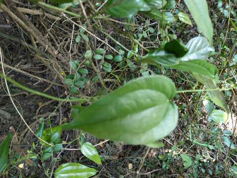 Image of Smilax bockii Warb.