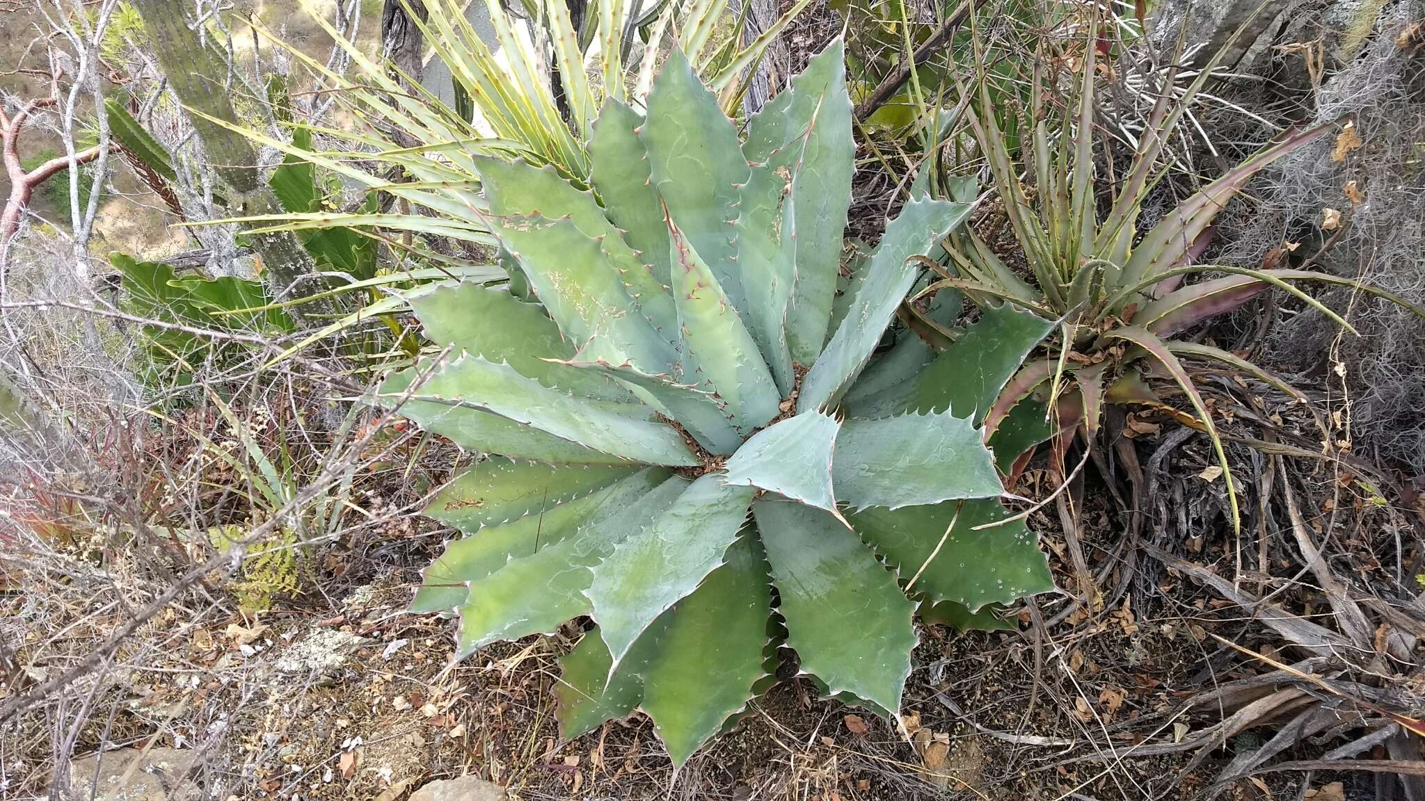 Image of Agave potatorum Zucc.