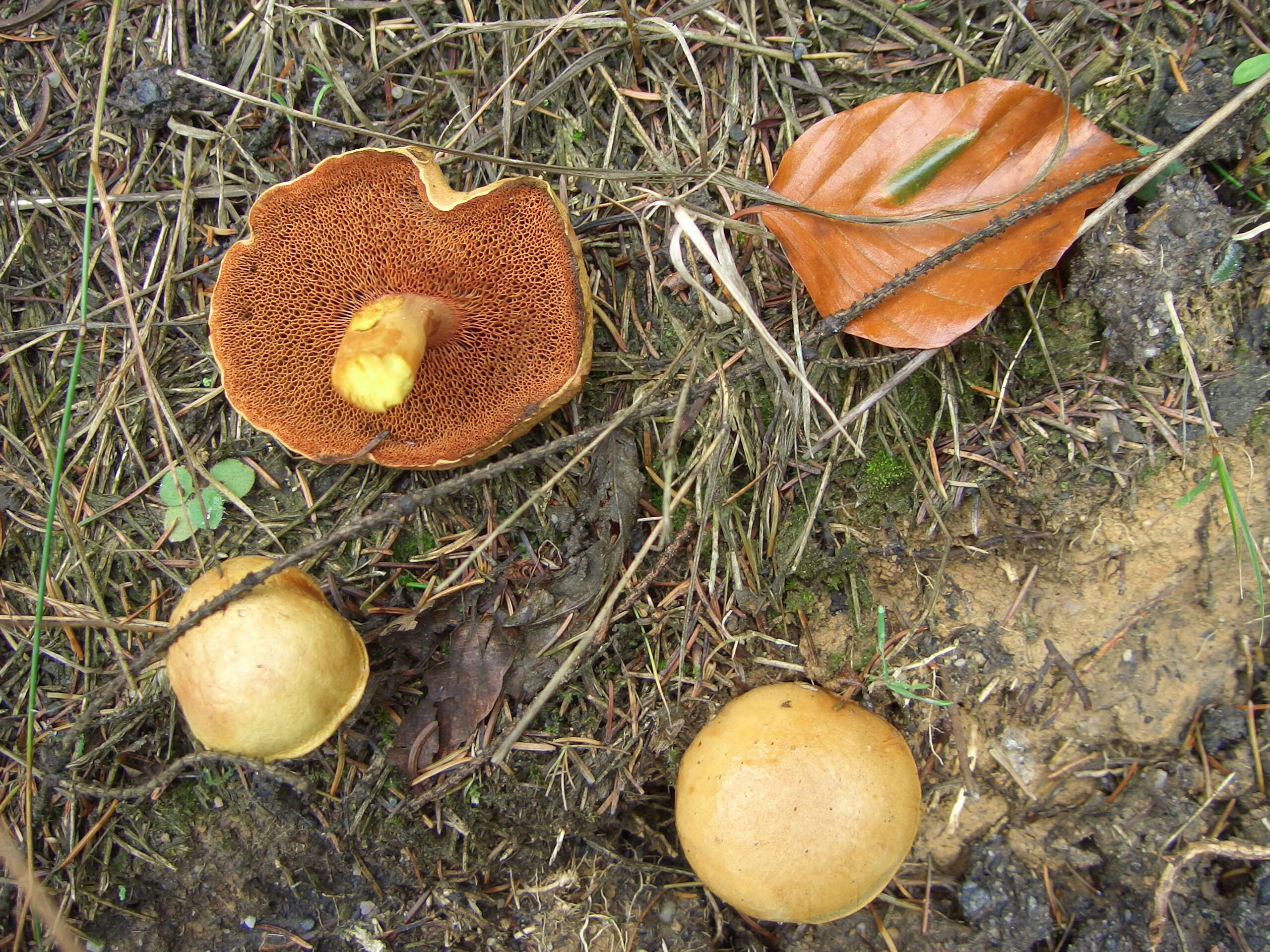 Image of Chalciporus piperatus