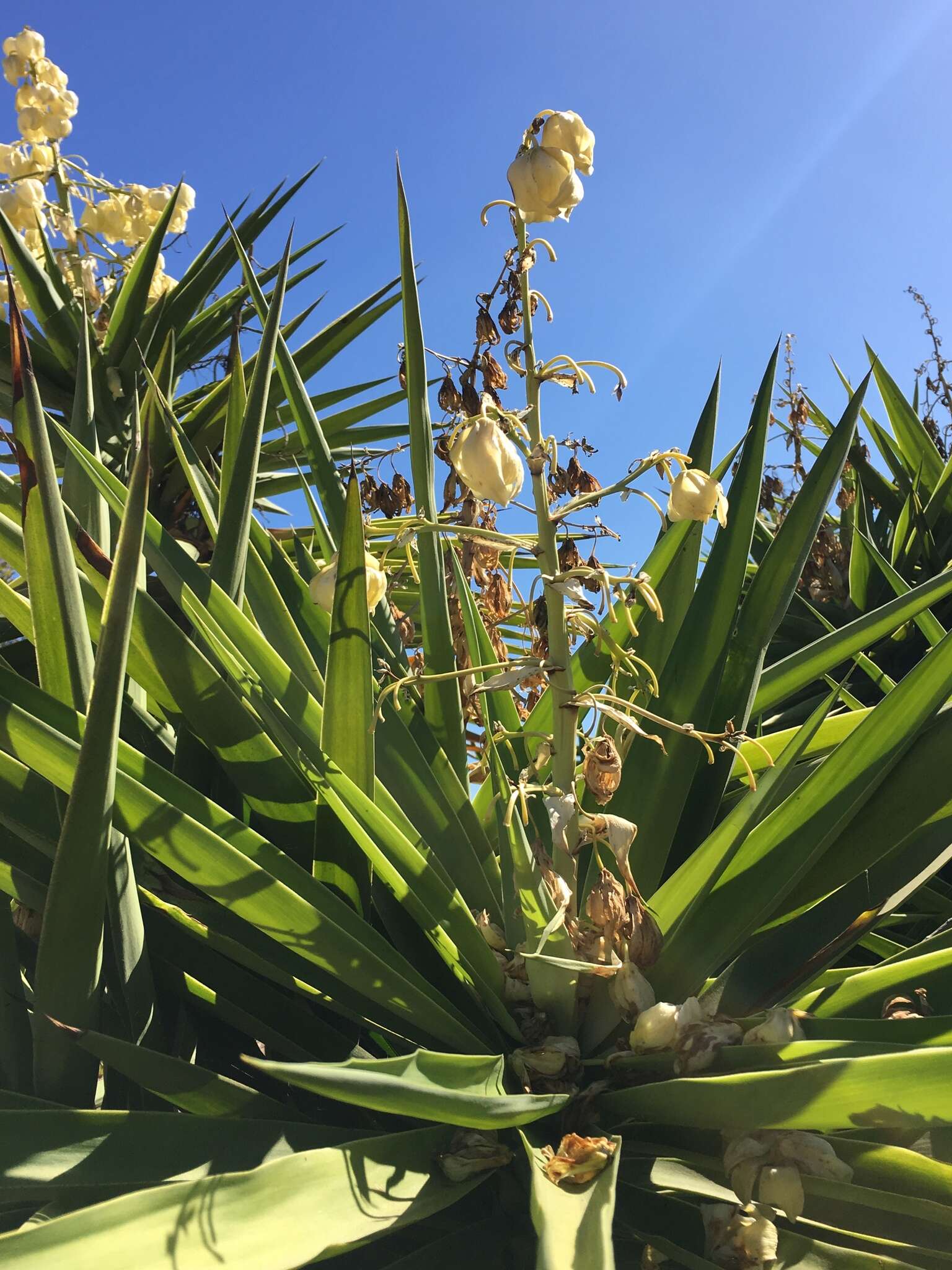 Plancia ëd Yucca gigantea Lem.