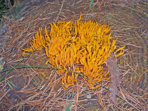 Image of Calocera viscosa (Pers.) Fr. 1821