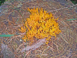 Imagem de Calocera viscosa (Pers.) Fr. 1821