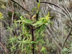 Image de Hypericum lanceolatum Lam.