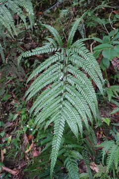 Image of East Indian hollyfern