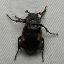 Image of Black Burying Beetle