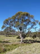 Image of Eucalyptus aggregata Deane & Maiden