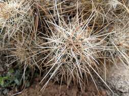 Image of Echinocereus engelmannii subsp. magnursensis