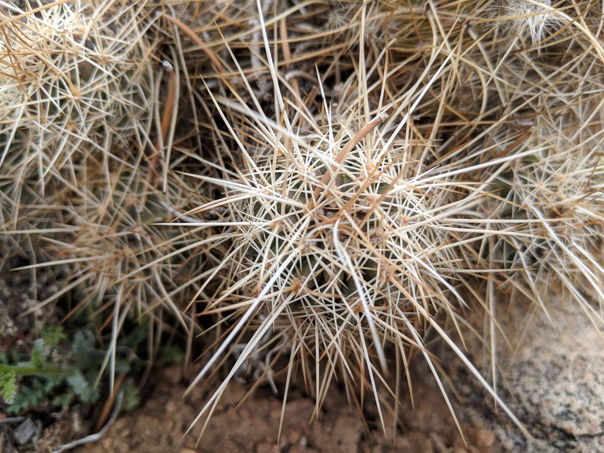 Image of Echinocereus engelmannii subsp. magnursensis