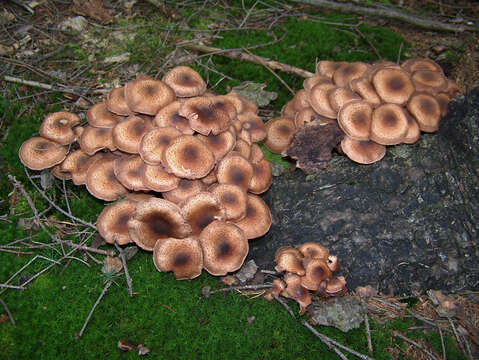 Image of Armillaria ostoyae (Romagn.) Herink 1973