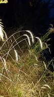 Imagem de Elymus riparius Wiegand