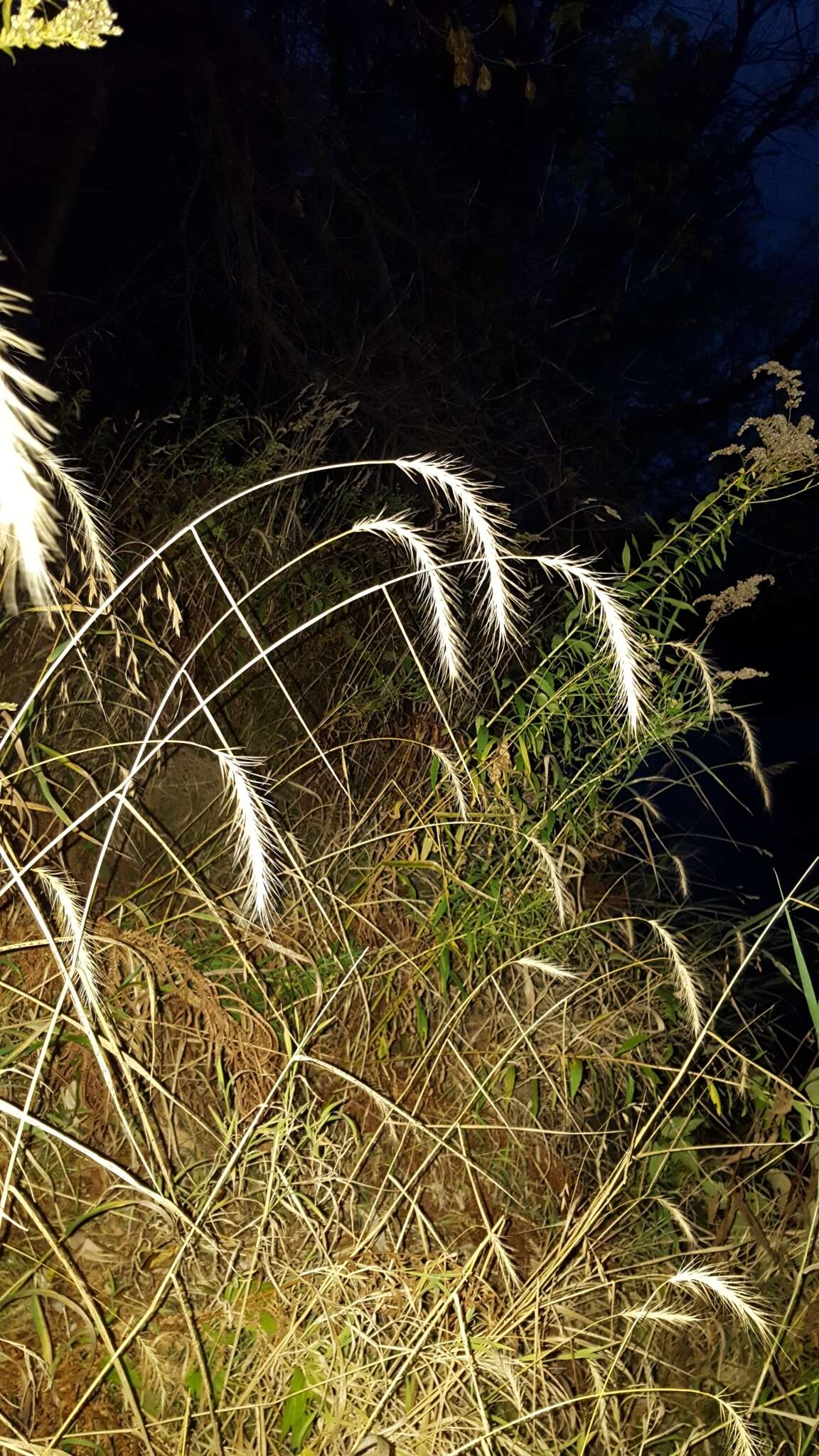 Imagem de Elymus riparius Wiegand