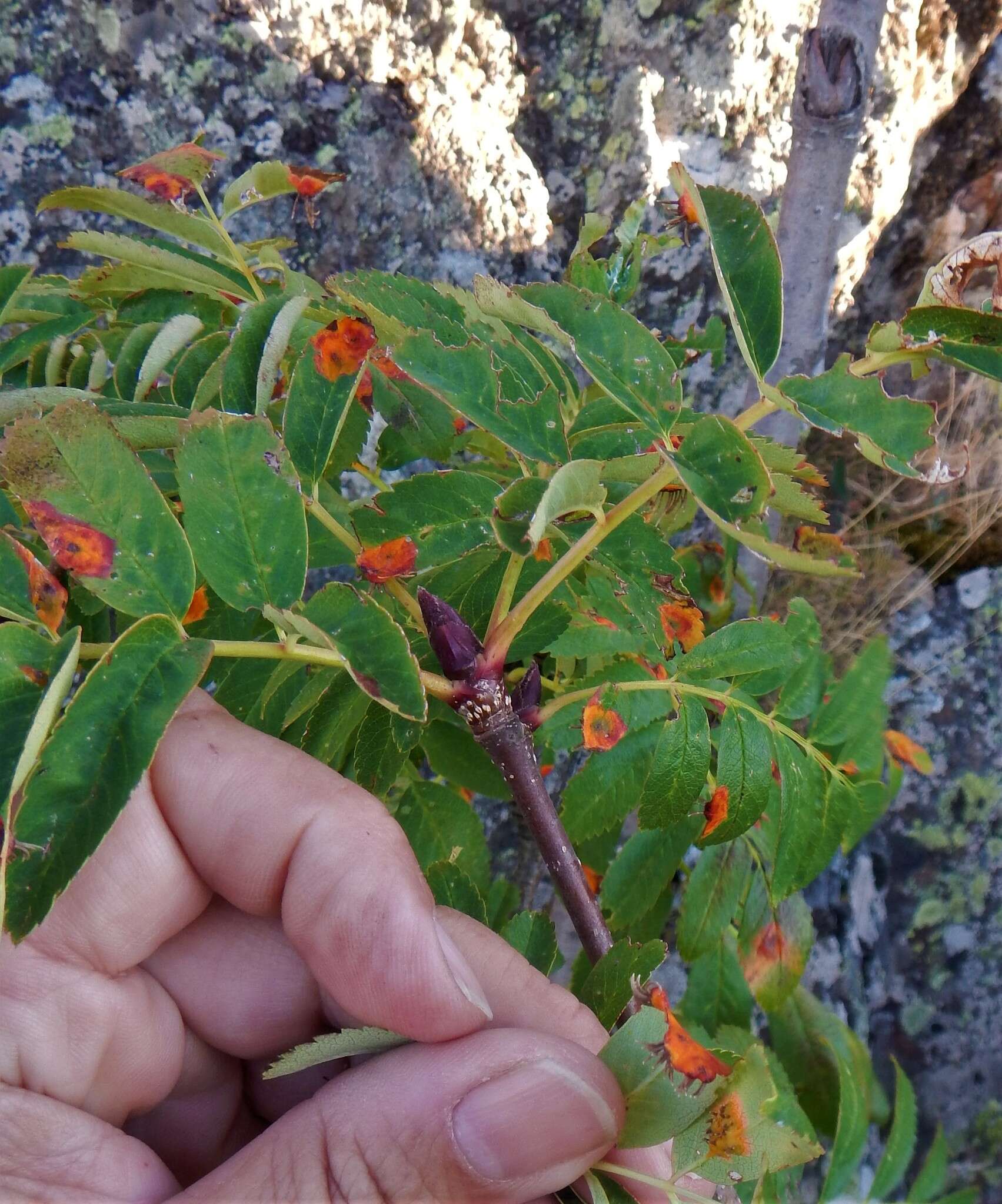 Sivun Gymnosporangium cornutum Arthur ex F. Kern 1911 kuva